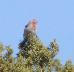 Haemorhous mexicanus