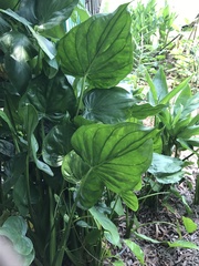 Alocasia cucullata