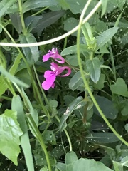 Impatiens chinensis
