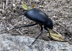 Blaps lusitanica