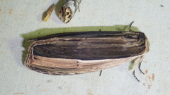 Truncaptera truncata