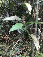 Alpinia stachyodes