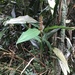 Alpinia stachyodes - Photo (c) biobank-lantauhk, some rights reserved (CC BY-NC), uploaded by biobank-lantauhk