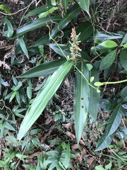 Alpinia stachyodes