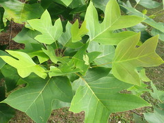 Liriodendron chinense