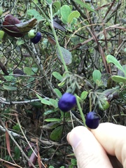 Dianella ensifolia