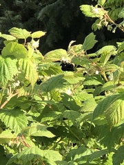 Bombus californicus
