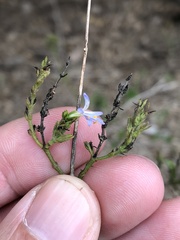 Carlowrightia parviflora