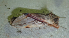 Trichomaplata vittata