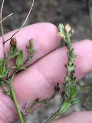 Carlowrightia parviflora