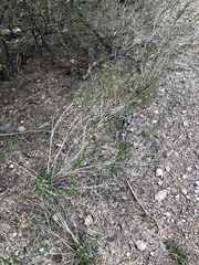 Carlowrightia parviflora