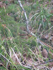 Carex lucorum