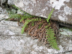 Dryopteris fragrans image