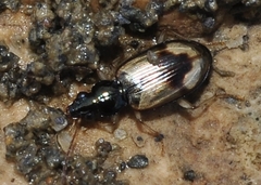 Peryphus
