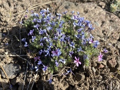 Phlox douglasii
