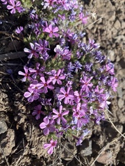 Phlox douglasii
