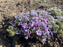 Phlox douglasii