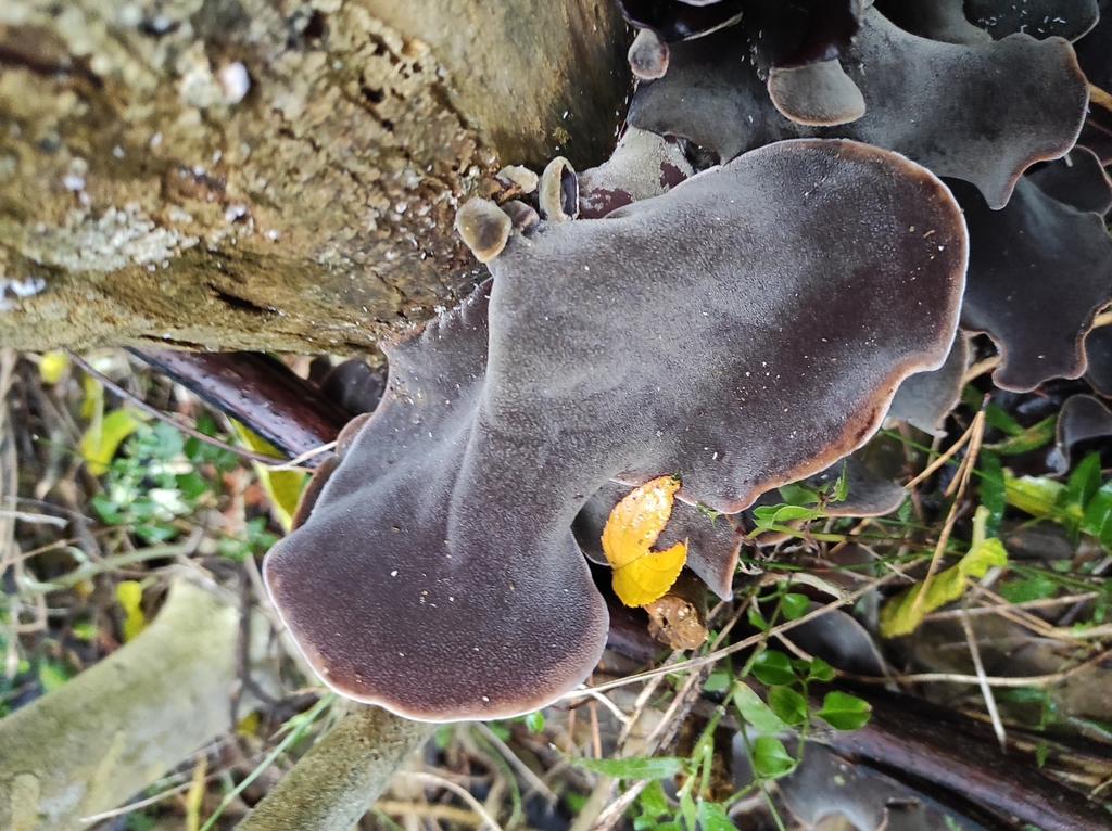 Ear fungus from Lynfield, Auckland 1042, New Zealand on May 13, 2021 at