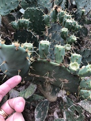 Opuntia alta