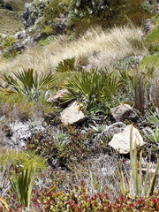 Aciphylla ferox