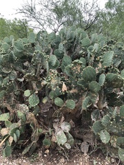 Opuntia alta