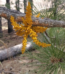 Arceuthobium vaginatum