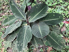 Goeppertia leucostachys