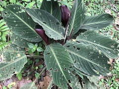 Goeppertia leucostachys