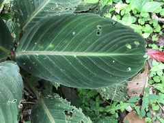 Goeppertia leucostachys