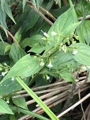 Oldenlandia matthewii
