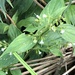 Oldenlandia matthewii - Photo (c) biobank-lantauhk, algunos derechos reservados (CC BY-NC), subido por biobank-lantauhk