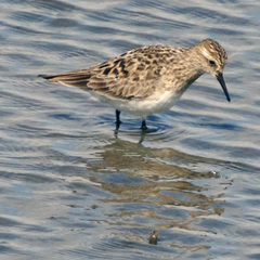 Calidris bairdii