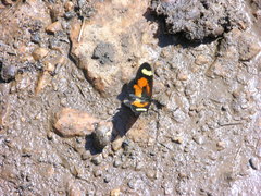 Acraea sotikensis
