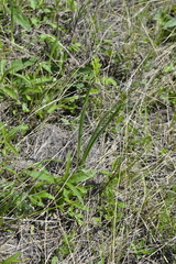 Colchicum bulbocodium versicolor
