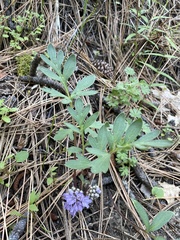 Hydrophyllum alpestre