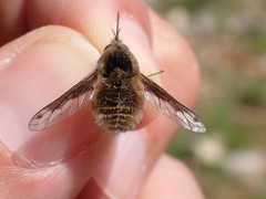 Bombylius fimbriatus