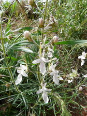 Teucrium pseudochamaepitys