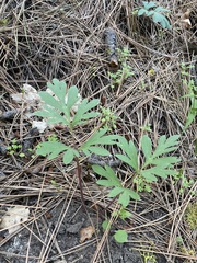 Hydrophyllum alpestre