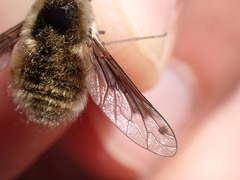 Bombylius fimbriatus
