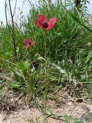Papaver hybridum