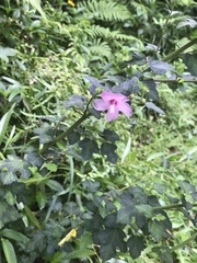 Urena procumbens