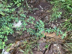 Urena procumbens