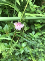 Urena procumbens