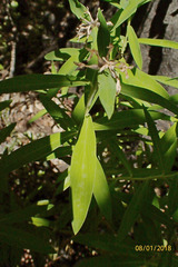 Pimelea longifolia
