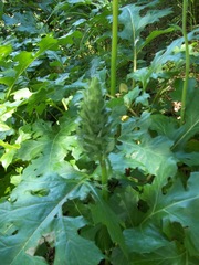 Acanthus mollis