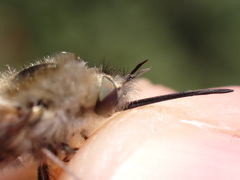 Bombylius fimbriatus