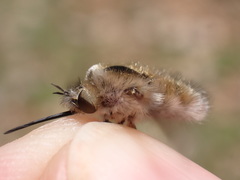 Bombylius fimbriatus