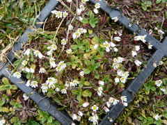 Draba verna