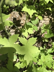 Hydrophyllum appendiculatum