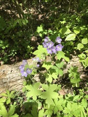 Hydrophyllum appendiculatum